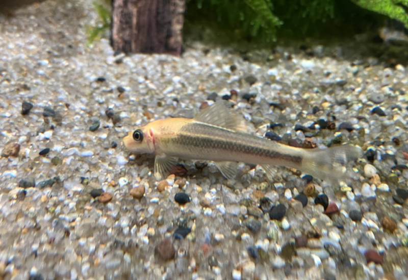 砂利の上に静止する淡水魚と背景の流木や水草