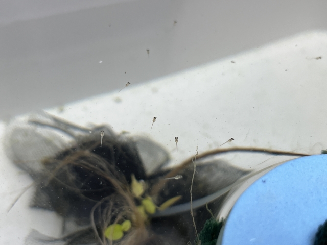 水槽内を泳ぐメダカの稚魚と産卵床の浮き草