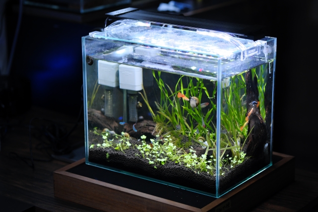 グッピーと水草が泳ぐ小型フレームレス水槽の全景