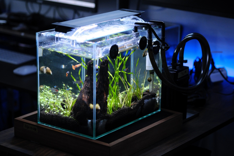 グッピーや水草が入った照明付きの小型水槽セット