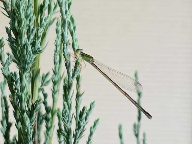 緑色の植物の茎に止まる細長いイトトンボの仲間
