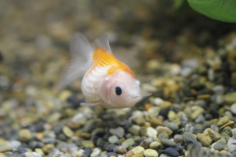 砂利の上を泳ぐ白とオレンジの丸い金魚と水草の葉