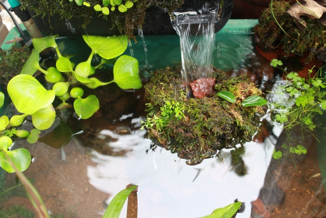 水が流れ落ちる苔島と浮き草のあるビオトープ