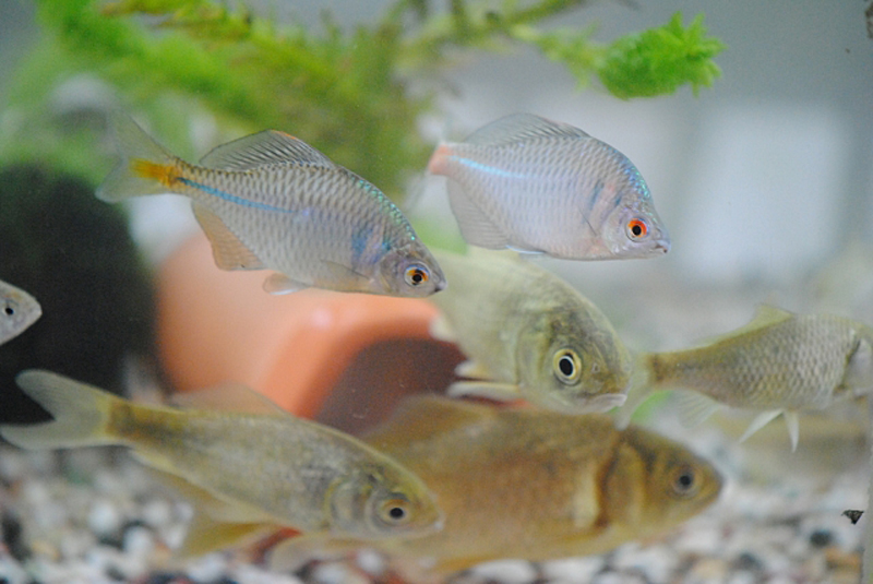 水槽内を泳ぐタナゴの仲間とフナなどの日本淡水魚群