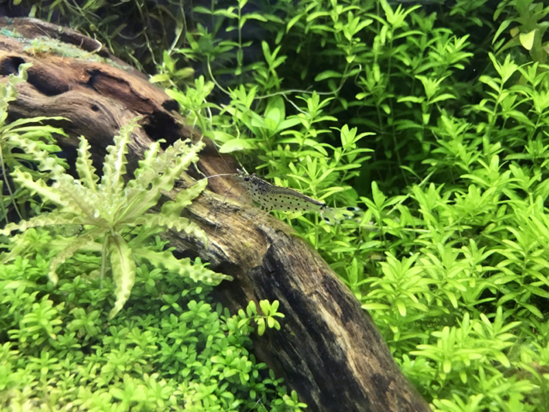 流木に乗るエビと生い茂る緑の水草のレイアウト水槽