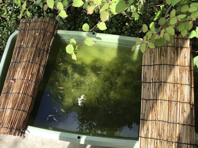 すだれを掛けた屋外飼育容器で泳ぐメダカと水草