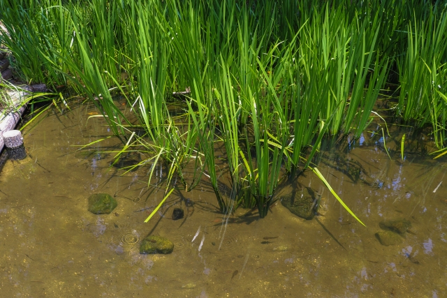 水辺に群生する細長い水草と泳ぐメダカの屋外池