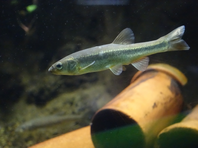 水槽内を泳ぐ淡水魚と茶色の土管のオブジェ