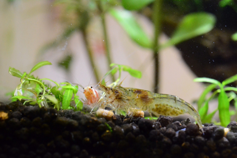 水草水槽のソイルの上で餌を食べるヌマエビの仲間