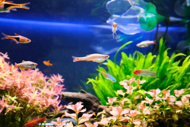 水草水槽を泳ぐネオンテトラの仲間や小型熱帯魚群