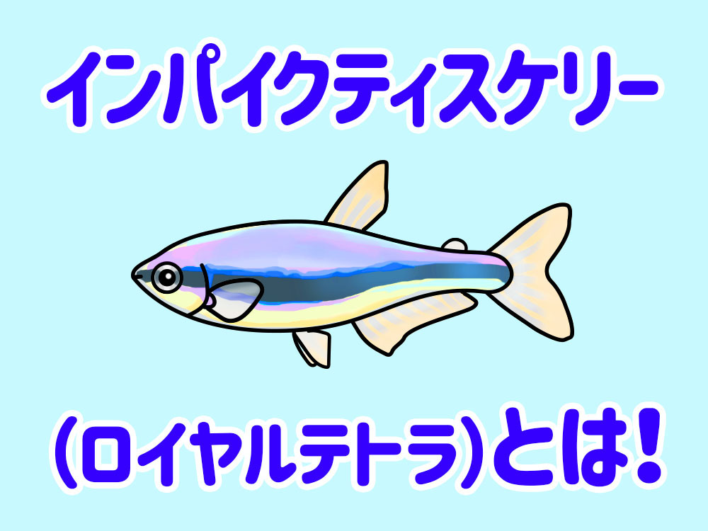 インパイクティスケリー（ロイヤルテトラ）とは！特徴と飼育環境を解説のサムネイル画像