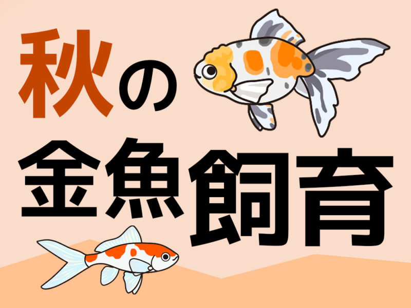 秋の金魚飼育の文字と金魚のイラストの見出し画像