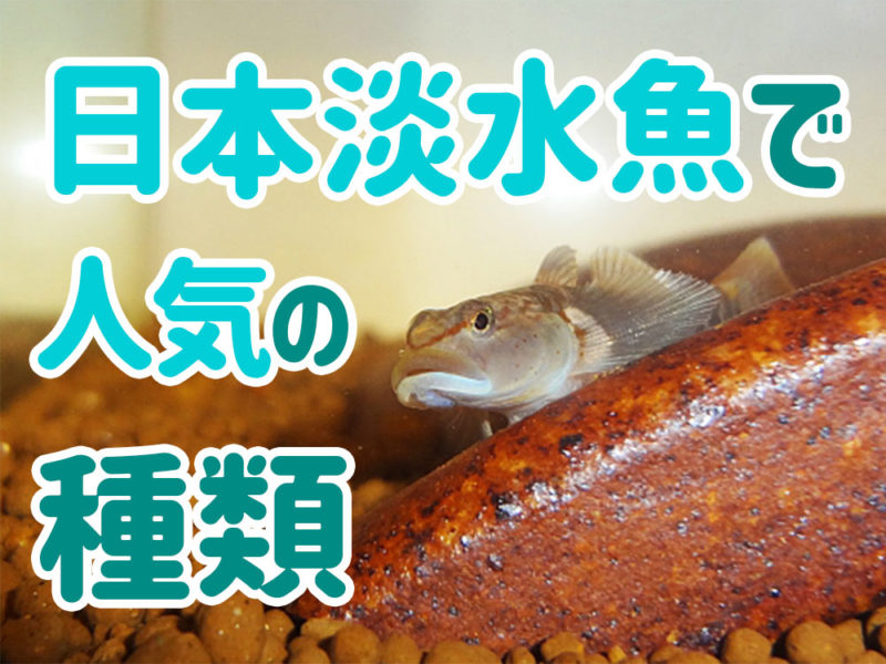 日本淡水魚で人気の種類の文字と石の陰に隠れるハゼの仲間