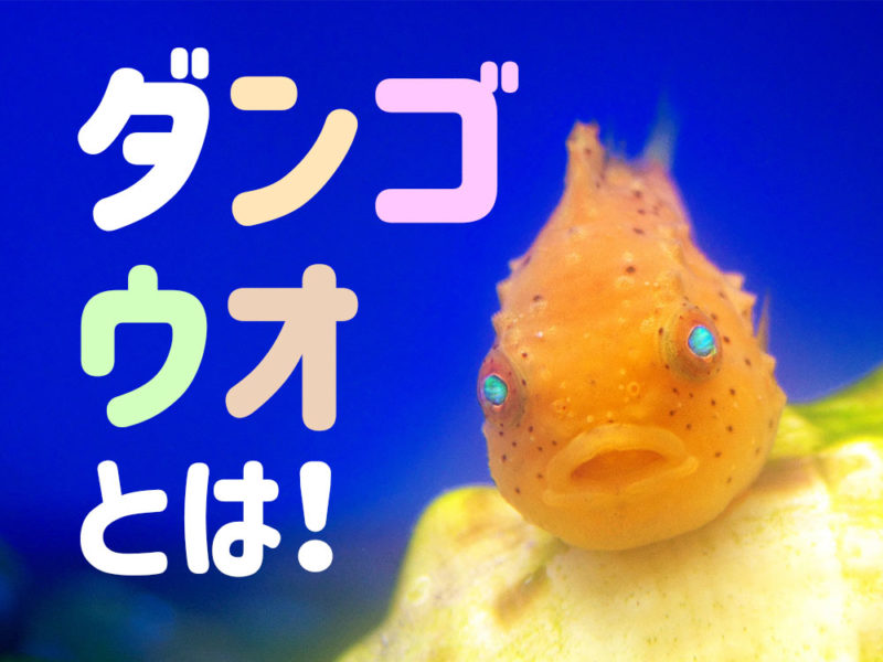 ダンゴウオとは!の文字とオレンジ色のダンゴウオの見出し画像