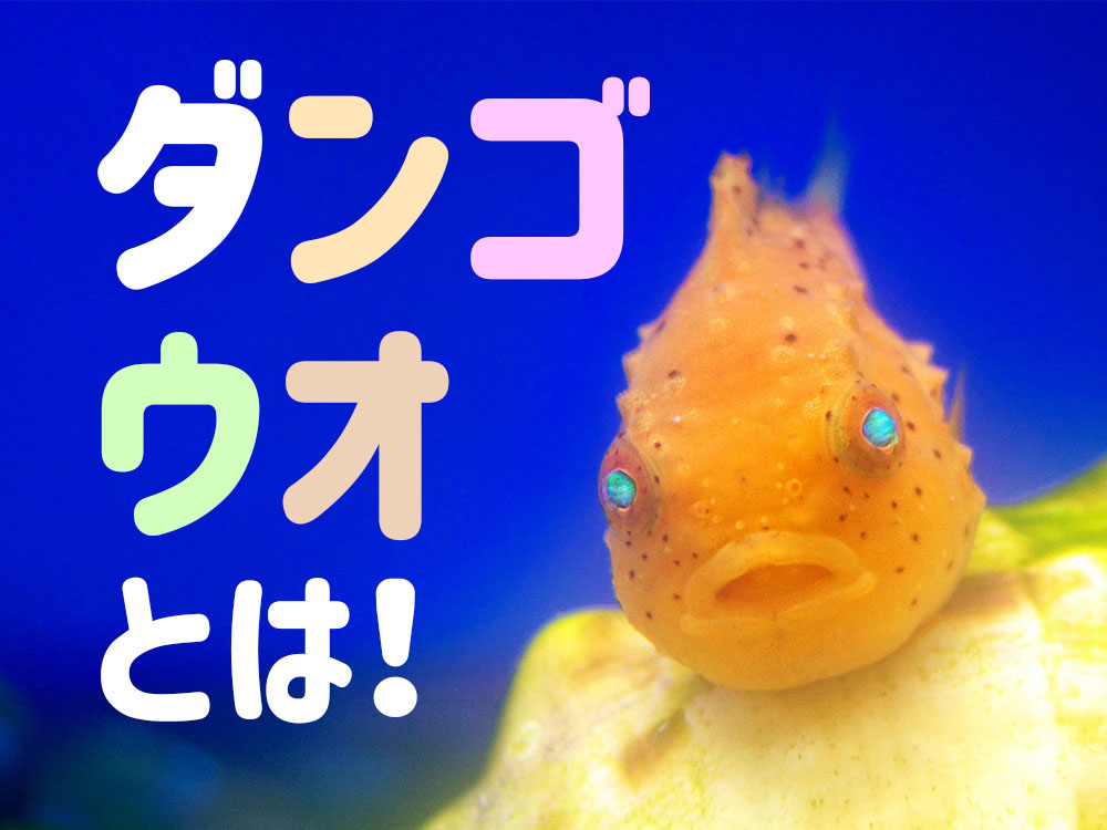 ダンゴウオとは!特徴と魅力から価格、自宅で飼育できるのかも解説!のサムネイル画像