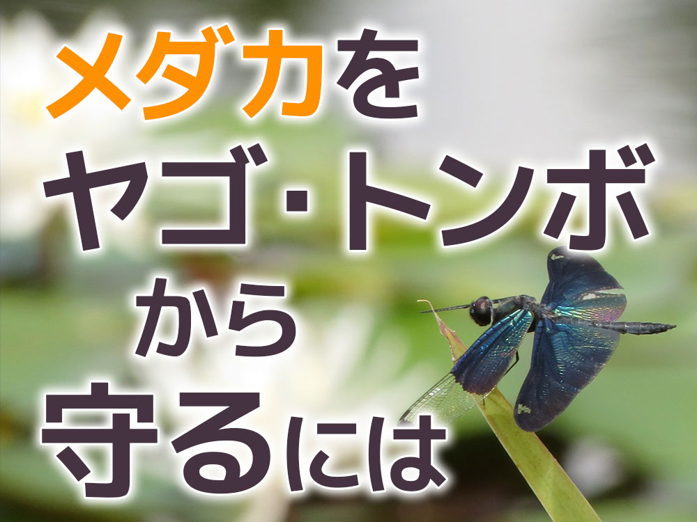 メダカをヤゴ・トンボから守る方法！ヤゴの特徴から駆除方法までご紹介のサムネイル画像