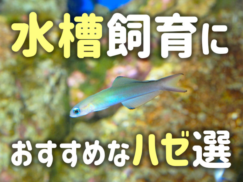 水槽飼育におすすめなハゼ11選！淡水・海水水槽で飼育しやすい人気種