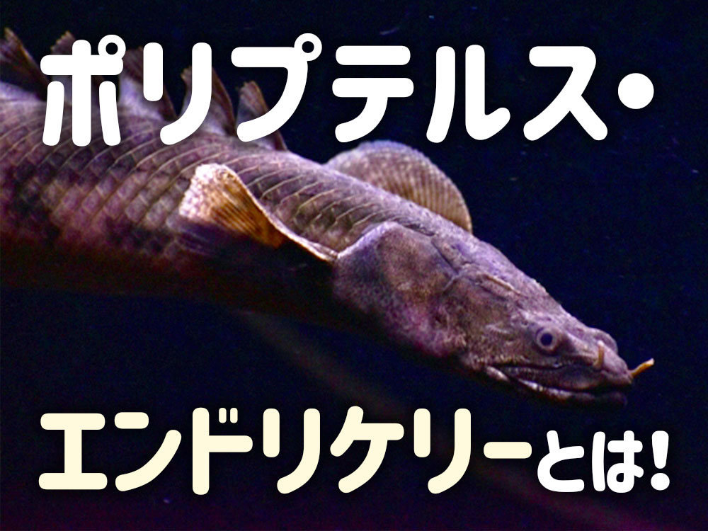 ポリプテルス・エンドリケリーとは！特徴から飼育についてをご紹介のサムネイル画像