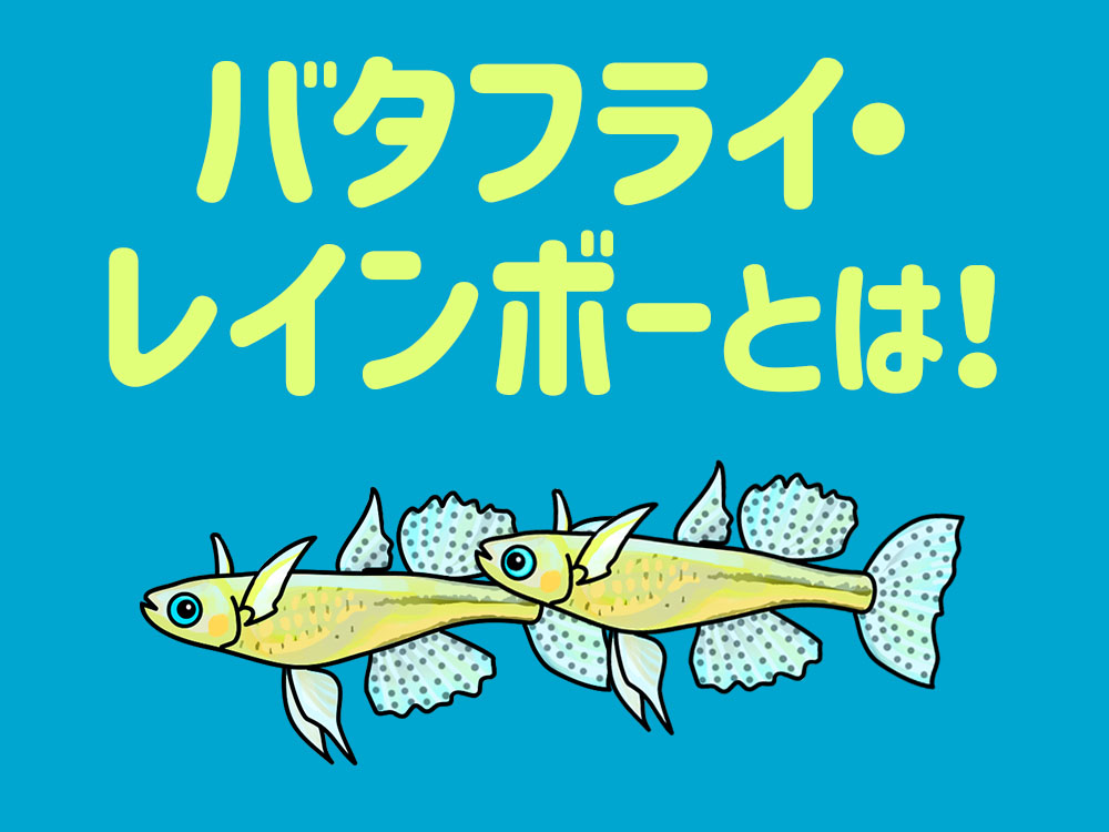 バタフライ・レインボーとは!美しい小型淡水魚の特徴から繁殖まで解説のサムネイル画像