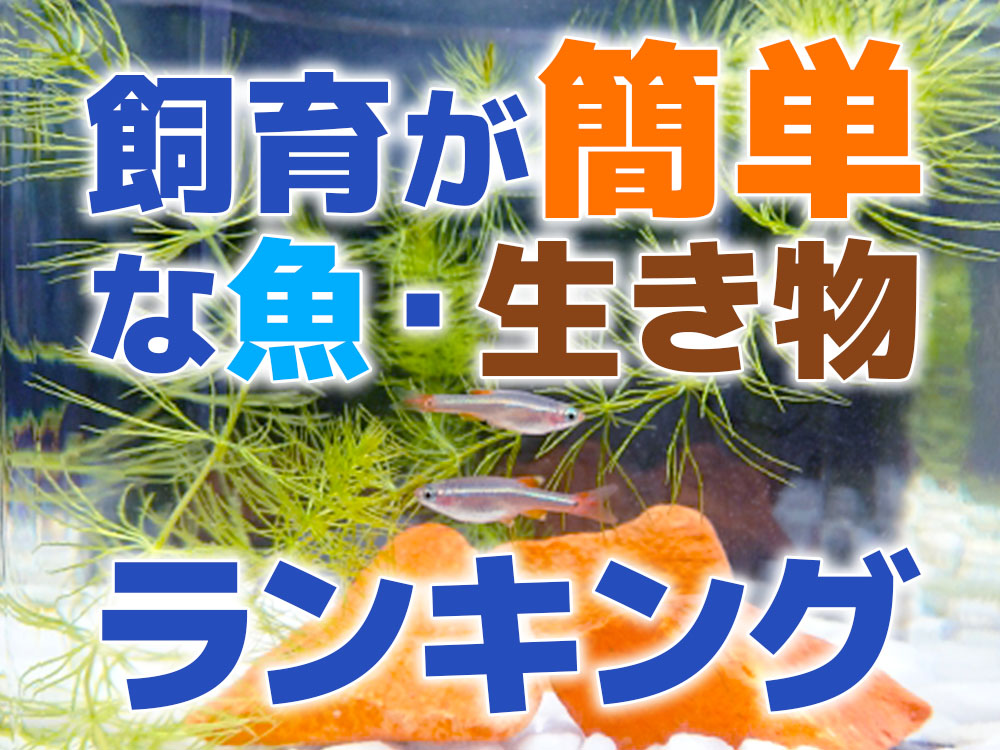 飼育が簡単な魚・エビランキング！ポンプや餌無しでも飼育できる生き物のサムネイル画像