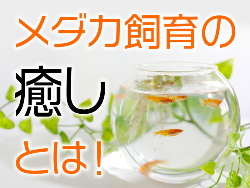 メダカ飼育の癒やしとは！の文字と金魚鉢のメダカの見出し画像