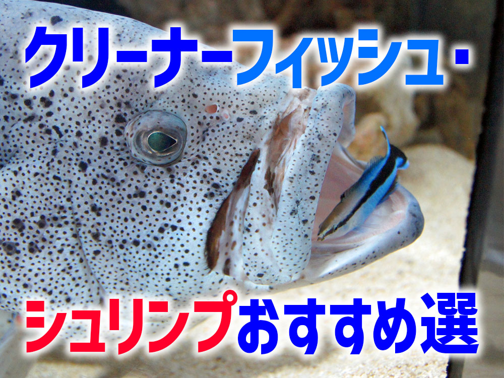 クリーナーフィッシュ・シュリンプおすすめ10選!寄生虫などを食べる生体のサムネイル画像