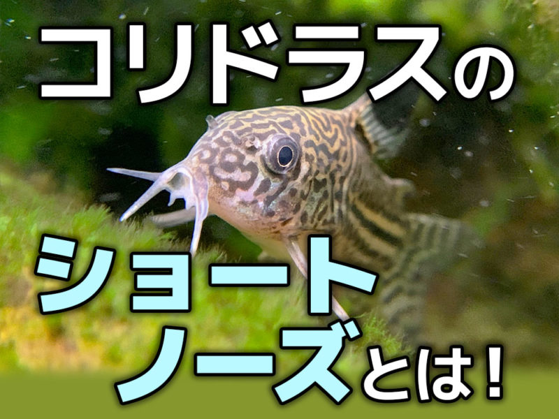 コリドラスのショートノーズとは！の文字とコリドラスの仲間