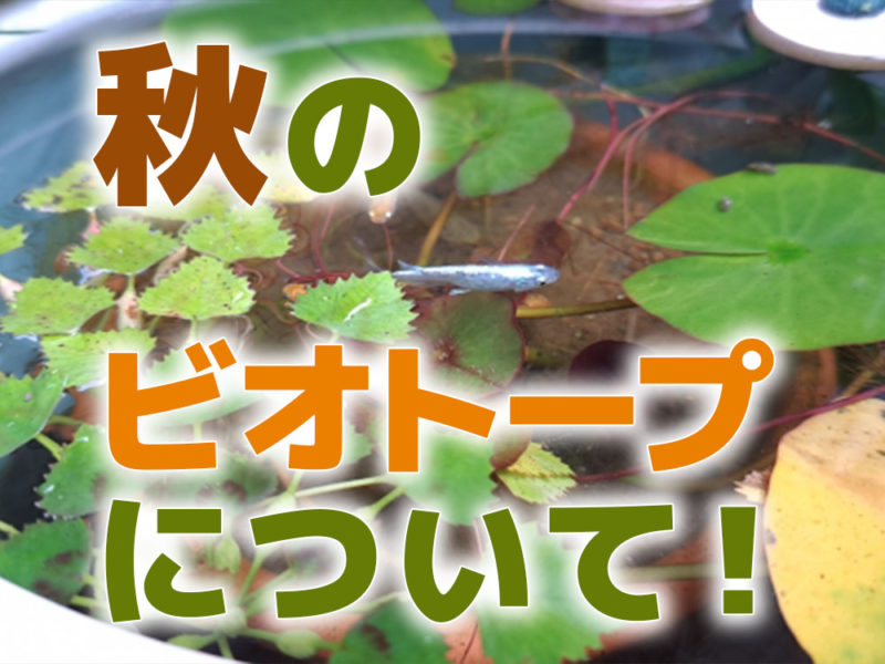 秋のビオトープについて!と書かれた水草とメダカの画像