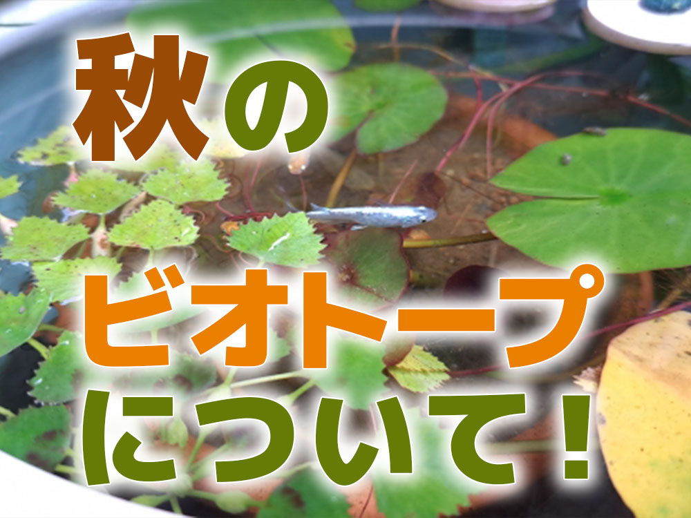 秋のビオトープ！季節ごとの魅力と秋におすすめの水草、冬支度をご紹介のサムネイル画像