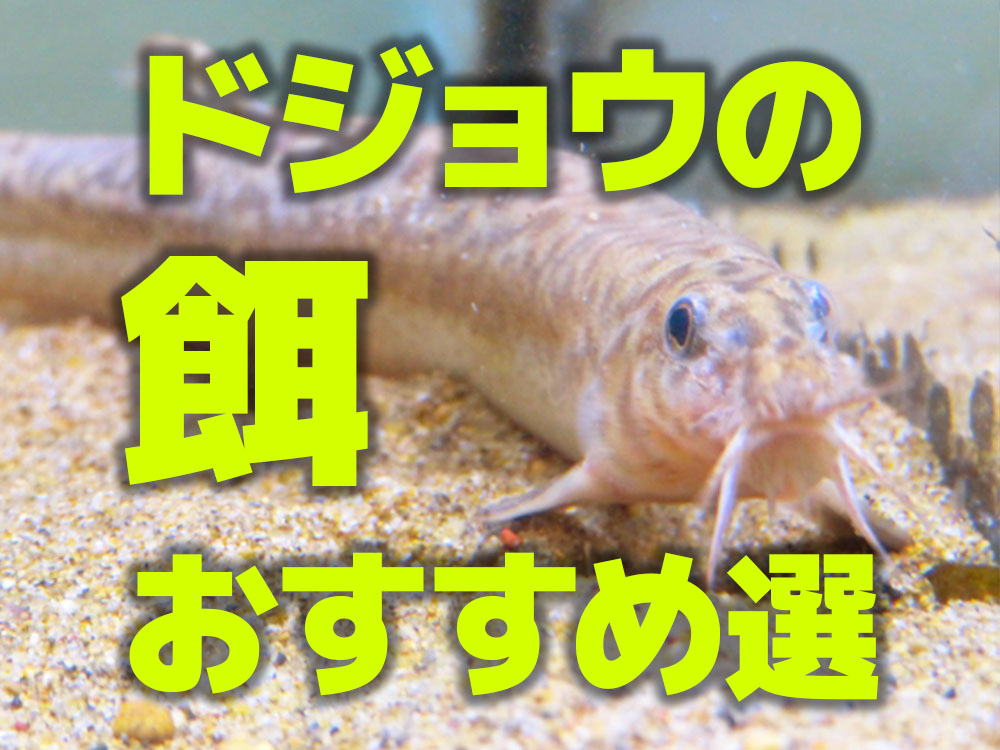 ドジョウの餌おすすめ7選!人工飼料や餌が無い時の対処法もご紹介のサムネイル画像