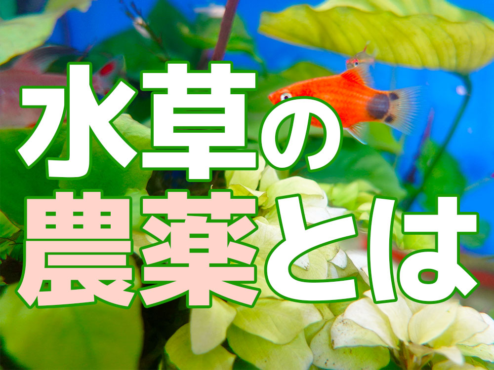 水草の農薬とは!無農薬水草の安全性と残留農薬の処理方法をご紹介のサムネイル画像