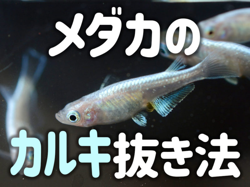 メダカのカルキ抜き法と書かれた文字と泳ぐメダカの画像
