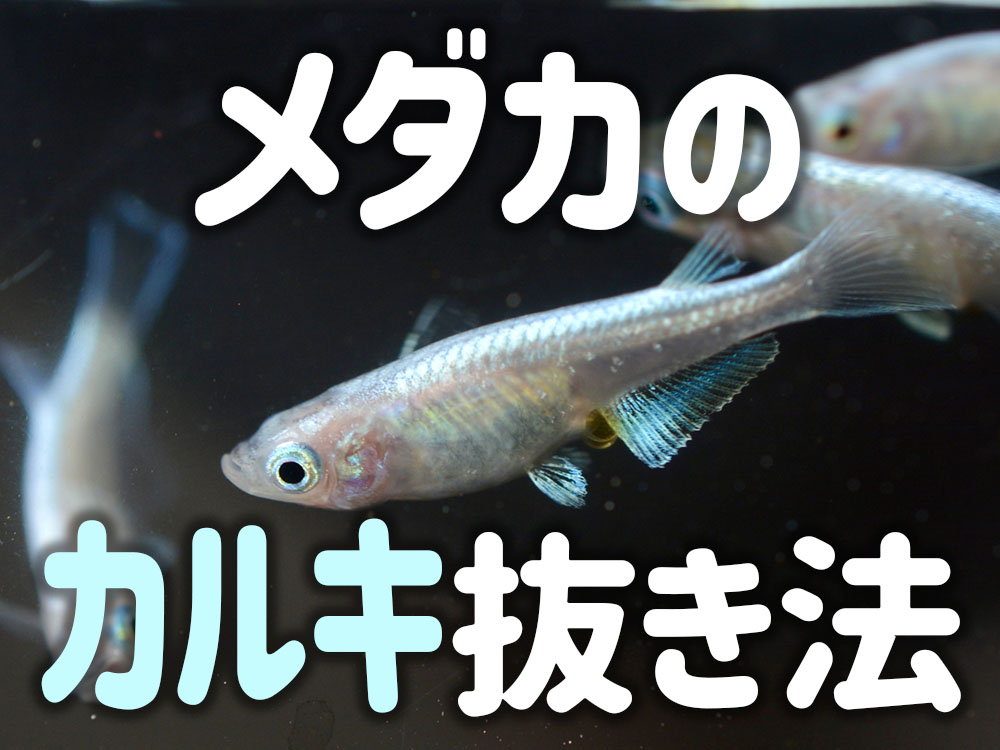 メダカのカルキ抜きとは!汲み置きなど飼育場所別のおすすめ方法を解説のサムネイル画像