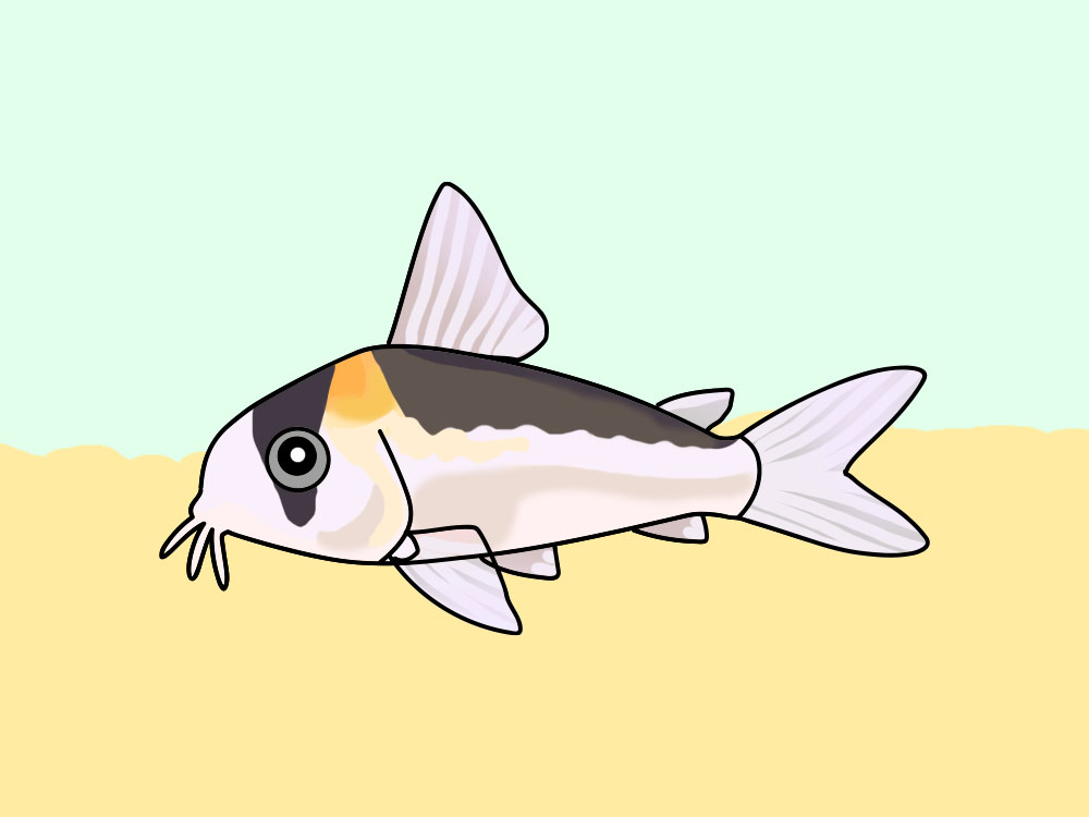 砂の上にいるコリドラスの仲間のイラスト