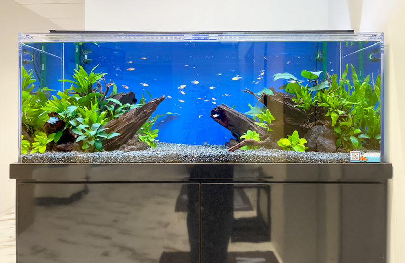 流木と水草を配置した青い背景の熱帯魚水槽と黒い水槽台
