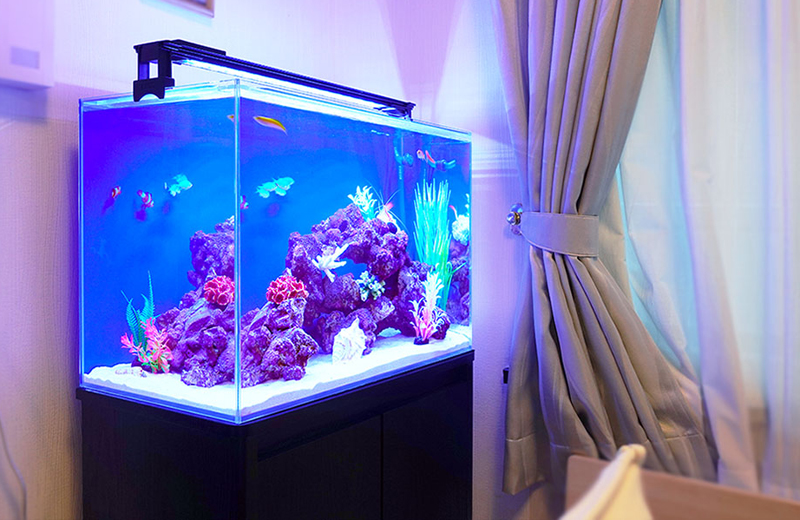青い照明に照らされた海水魚水槽とライブロックのレイアウト