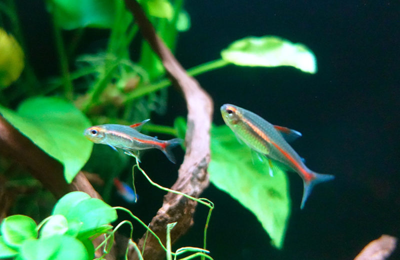 日本料理 魚月様の150cm埋め込み水槽の現在!その1 水槽画像4