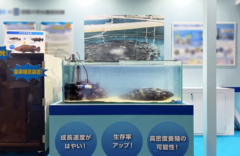シーフードショーでクエを展示!プロモーションブースを印象的に演出 水槽画像1
