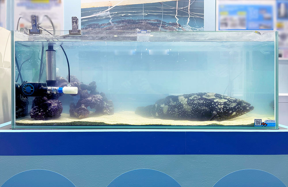 砂を敷いた水槽の底で静止する大型の海水魚とライブロック