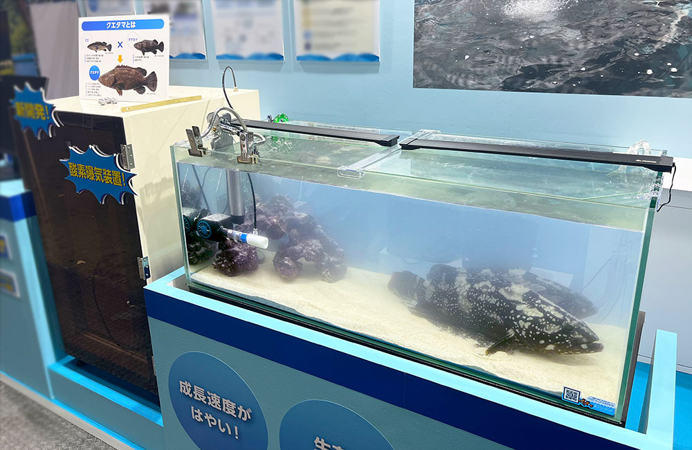 展示水槽で泳ぐクエタマと酸素曝気装置の展示風景