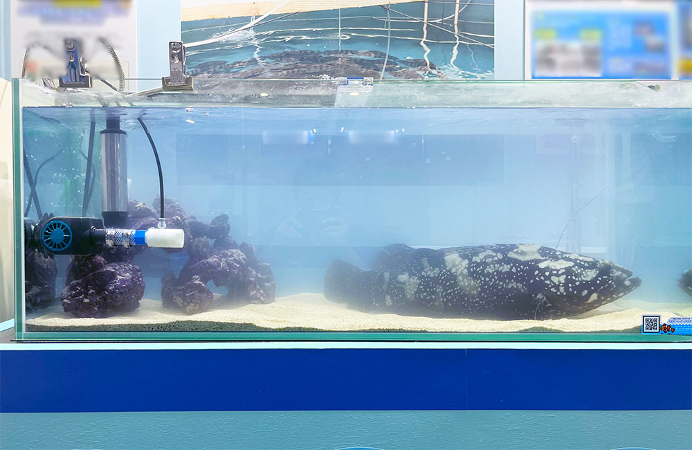 底砂に横たわる大型の海水魚と岩を配置した水槽