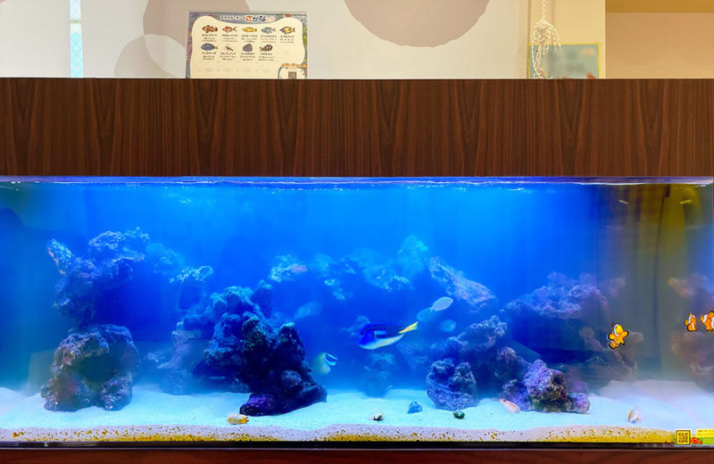 クリニックの海水水槽を90cmから120cmへサイズアップ! 水槽画像5