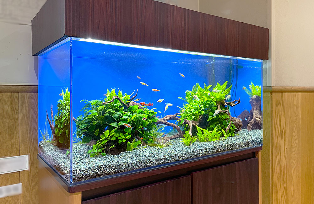 青い背景に水草と流木を配置した熱帯魚水槽の全景