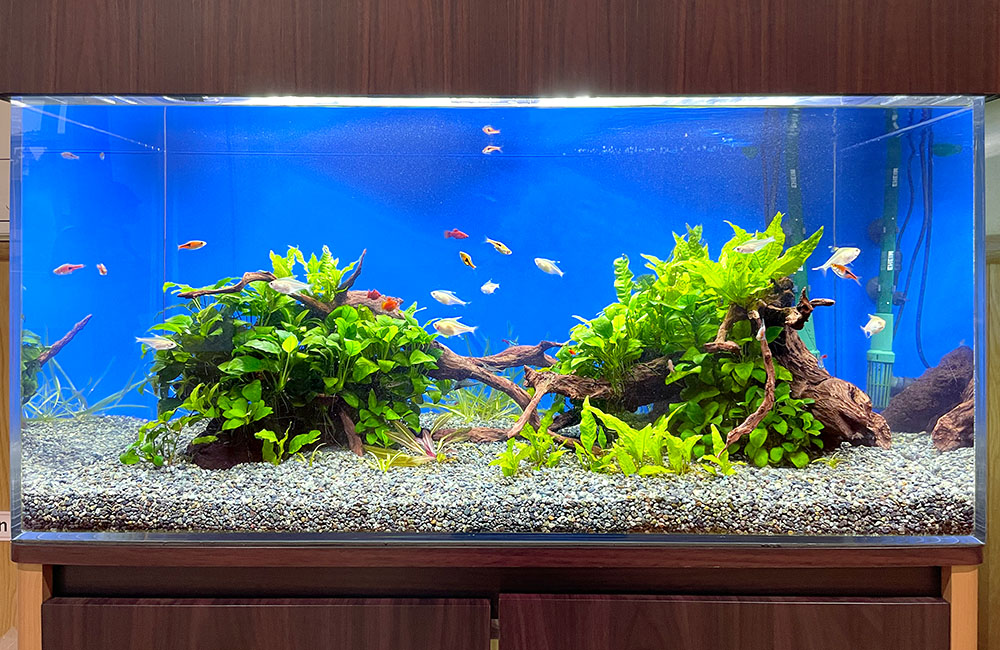 青い背景の水槽で泳ぐ熱帯魚と流木に活着した水草