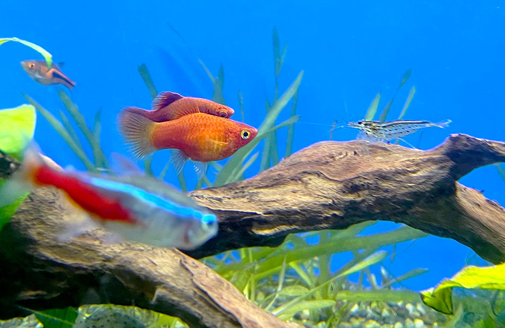 流木を泳ぐネオンテトラの仲間と赤い熱帯魚とエビ