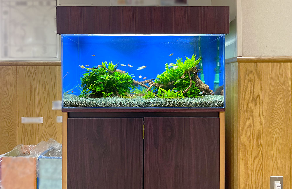青い背景に流木と水草を配置した熱帯魚水槽の全景