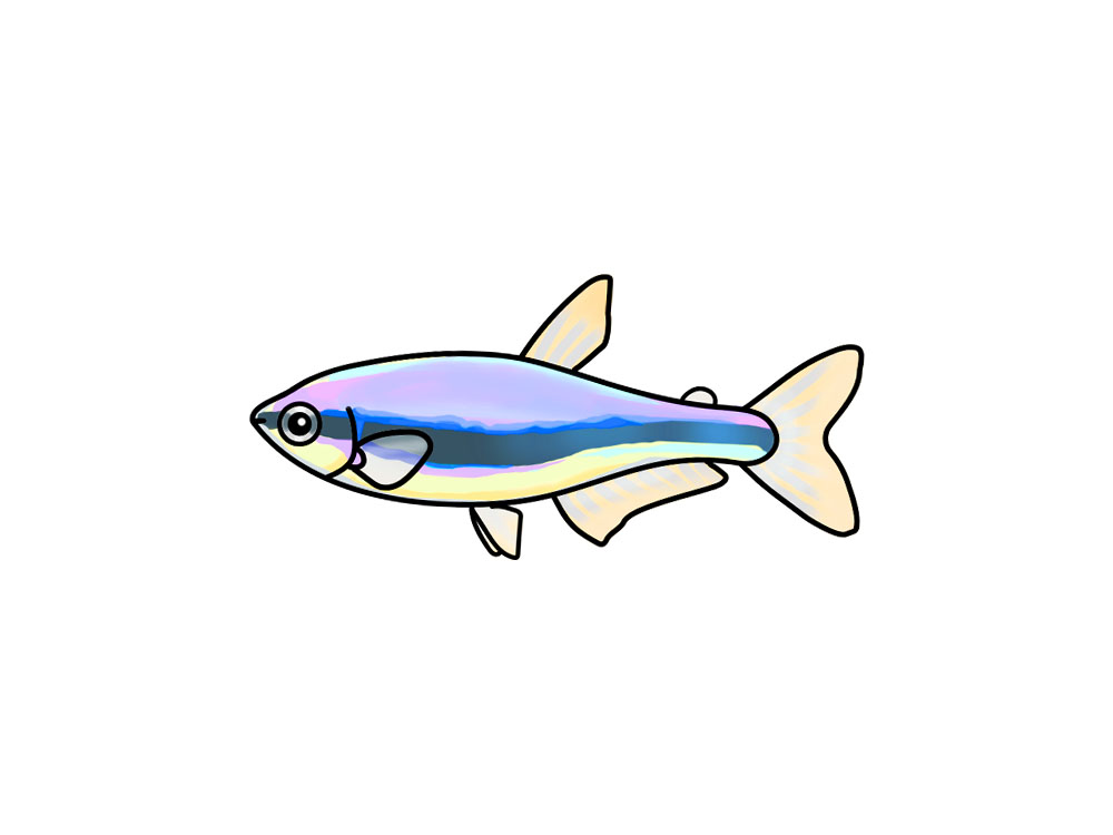 青いラインが入った小型カラシンの仲間のイラスト