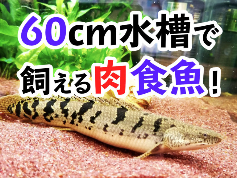 60cm水槽で飼える肉食魚の見出し画像と底に棲む大型魚