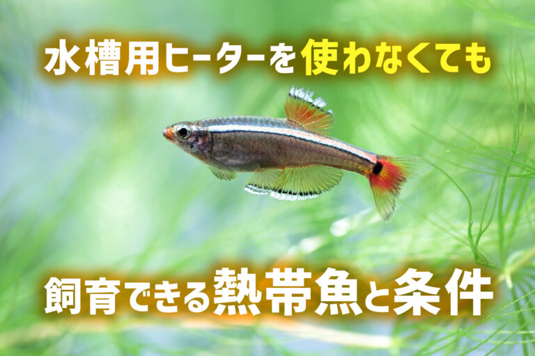 水槽用ヒーターなしで飼育できる熱帯魚と条件の見出し画像