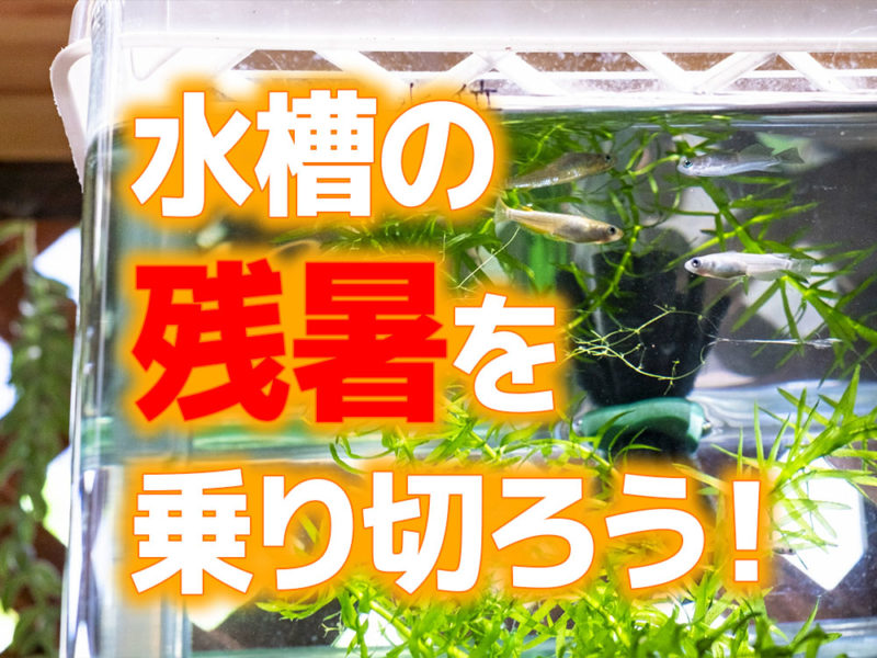 水槽の残暑を乗り切ろう!の文字と泳ぐメダカの画像